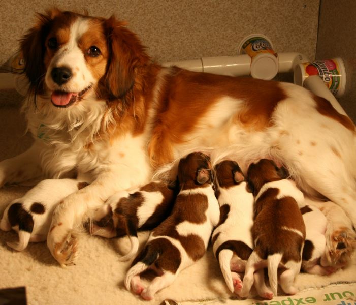 mom and pups kooikers